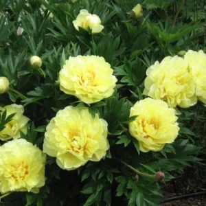 Bartzella Itoh Yellow Peony Bareroot - Fragrant Perennial Live Plant, USDA Zones 4-9 - Image 3
