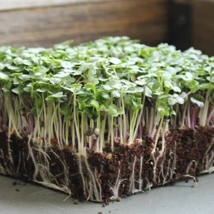 Basic Salad Mix Microgreen Seeds - Heirloom, Non-GMO for Sprouting - Image 2