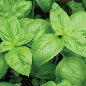 Basil Live Herb Plant – 8 inch Height – 3.5 inch Pot – Culinary Indoor/Outdoor - Image 1