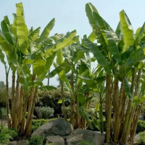 Basjoo Banana Live Plant – Hardy Ornamental Tropical Foliage – 6-10