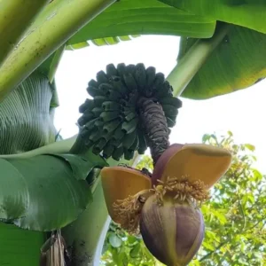 Basjoo Banana Live Plant – Hardy Ornamental Tropical Foliage – 6-10