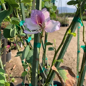 Bauhinia Purpurea Tree Live Plant – 3 Feet Tall Orchid Tree – 3 Gallon Pot - Image 2