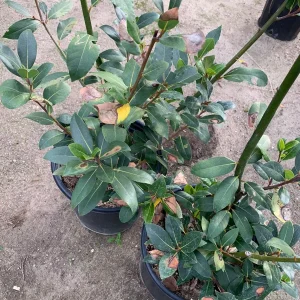 Bay Laurel Live Plant - Laurus Nobilis, 2-3 Feet Tall in 3 Gallon Pot - Image 2