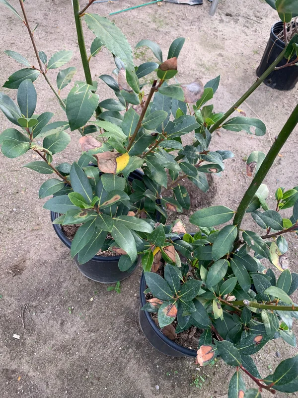 Bay Laurel Live Plant - Laurus Nobilis, 2-3 Feet Tall in 3 Gallon Pot - Image 2