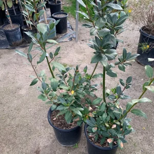 Bay Laurel Live Plant - Laurus Nobilis, 2-3 Feet Tall in 3 Gallon Pot - Image 1