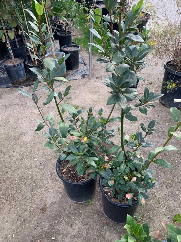 Bay Laurel Live Plant - Laurus Nobilis, 2-3 Feet Tall in 3 Gallon Pot - Image 1