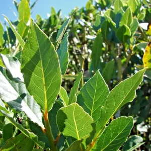 Bay Laurel Live Plant - Laurus Nobilis - 5-7 Inches Tall - Culinary Herb - Indoor/Outdoor - Image 1