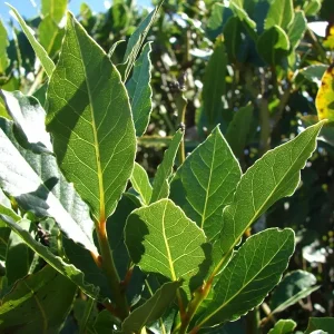 Bay Laurel Live Plant - Laurus Nobilis Sweet Bay Tree - Edible Evergreen - 6 inch Plug - Image 1