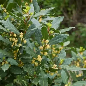 Bay Leaf Live Plant – 5-8 Inch Tall – 4 Inch Pot – Indoor/Outdoor Herb - Image 3