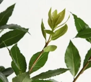 Bay Leaf Live Plant - Laurus Nobilis - 2-3 Feet Tall - 3 Gallon Pot - Image 2