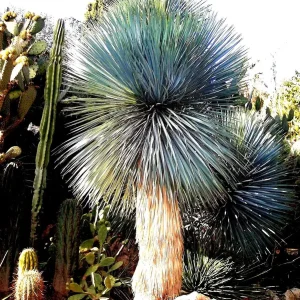 Beaked Yucca Rostrata Silver Select Live Plant - 3 Gallon Pot - Outdoor Exotic Blue Desert Yucca - Image 3