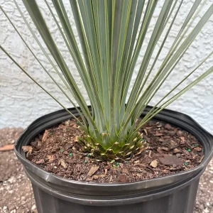 Beaked Yucca Rostrata Silver Select Live Plant - 3 Gallon Pot - Outdoor Exotic Blue Desert Yucca - Image 6