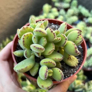 Bear's Paw Succulent Live Plant - Cotyledon Tomentosa - Potted 2" or 4" Pot - Indoor/Outdoor - Image 2