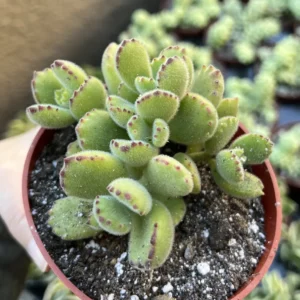 Bear's Paw Succulent Live Plant - Cotyledon Tomentosa - Potted 2