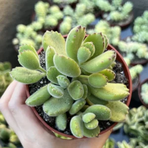 Bear's Paw Succulent Live Plant - Cotyledon Tomentosa - Potted 2