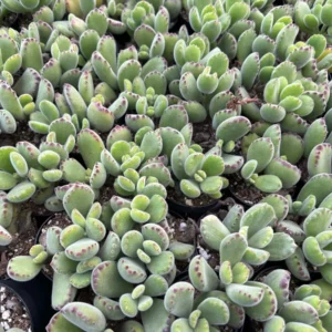 Bear's Paw Succulent Live Plant - Cotyledon Tomentosa - Potted 2
