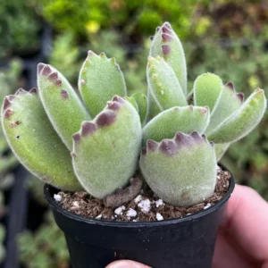 Bear's Paw Succulent Live Plant - Cotyledon Tomentosa - Potted 2