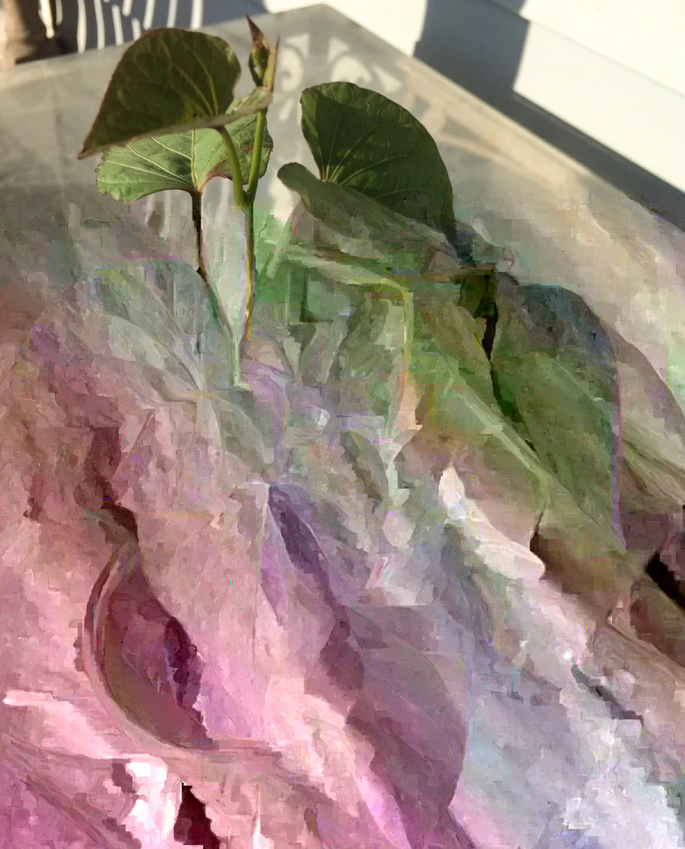 Beauregard Sweet Potato Plants - 5 Organic Slips, Orange Flesh, Full Sun - Image 3