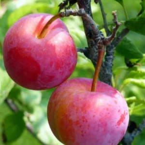 Beauty Plum Live Plant – 3-4 Feet Tall – 3 Gallon Pot – Fruit Tree - Image 1