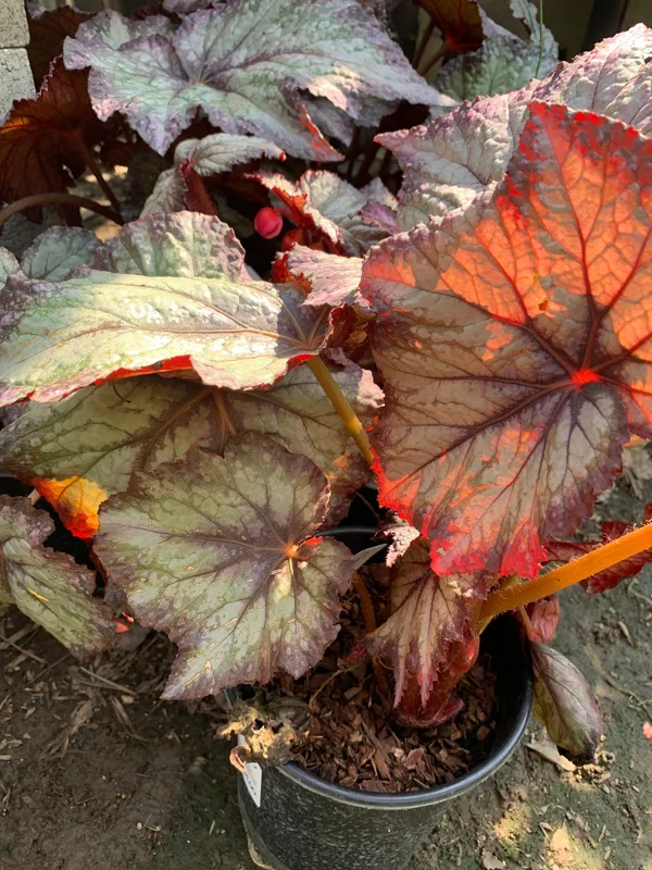 Begonia 'Del Rey Sunset' Live Plant – 6 inch Pot – Indoor/Outdoor - Image 2
