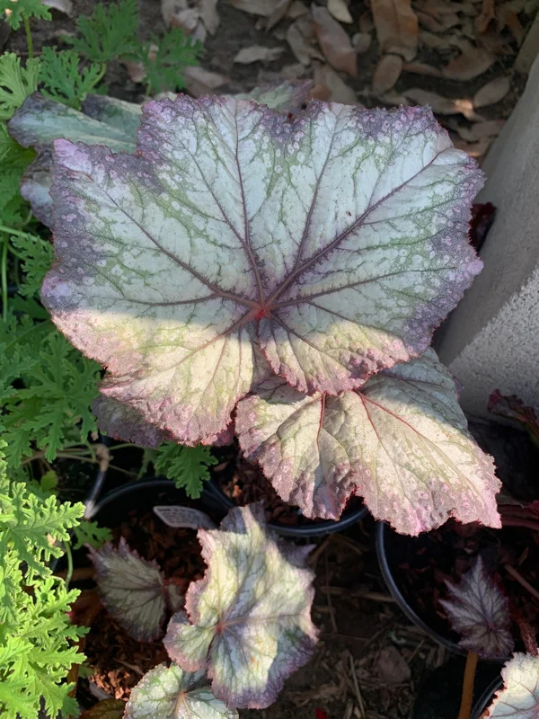 Begonia 'Del Rey Sunset' Live Plant – 6 inch Pot – Indoor/Outdoor - Image 3