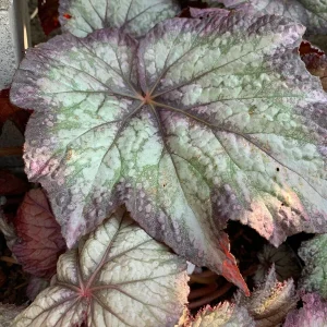 Begonia 'Del Rey Sunset' Live Plant – 6 inch Pot – Indoor/Outdoor - Image 1