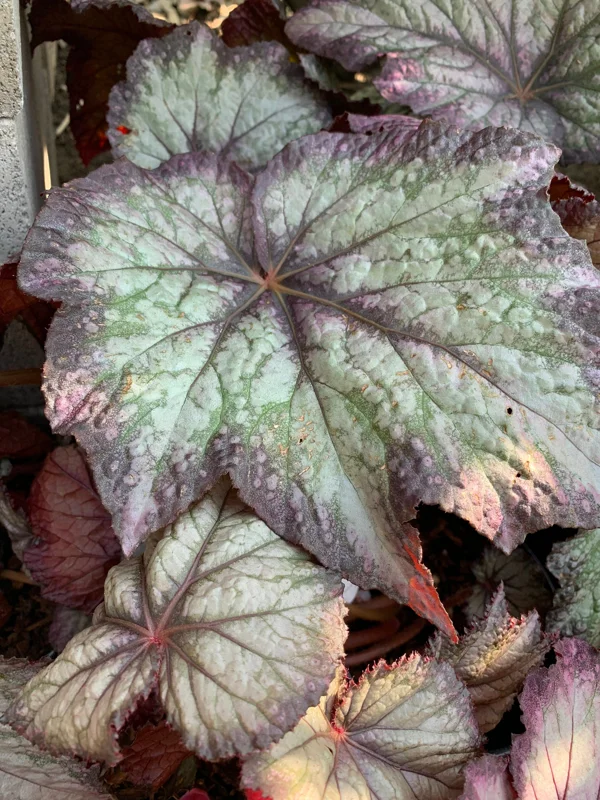 Begonia 'Del Rey Sunset' Live Plant – 6 inch Pot – Indoor/Outdoor - Image 1