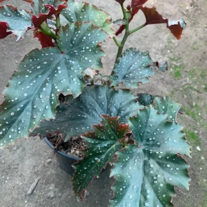 Begonia 'Fannie Moser' Live Plant – 1 Gallon Pot – 1 Foot Tall - Image 1
