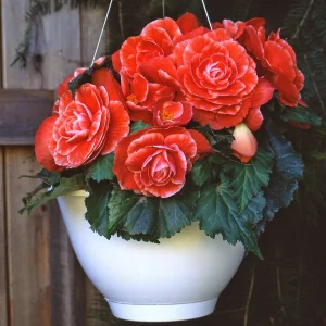 Begonia Glory Hot Tip Salmon Seeds - 1000 Count for Indoor & Outdoor Gardens - Image 1