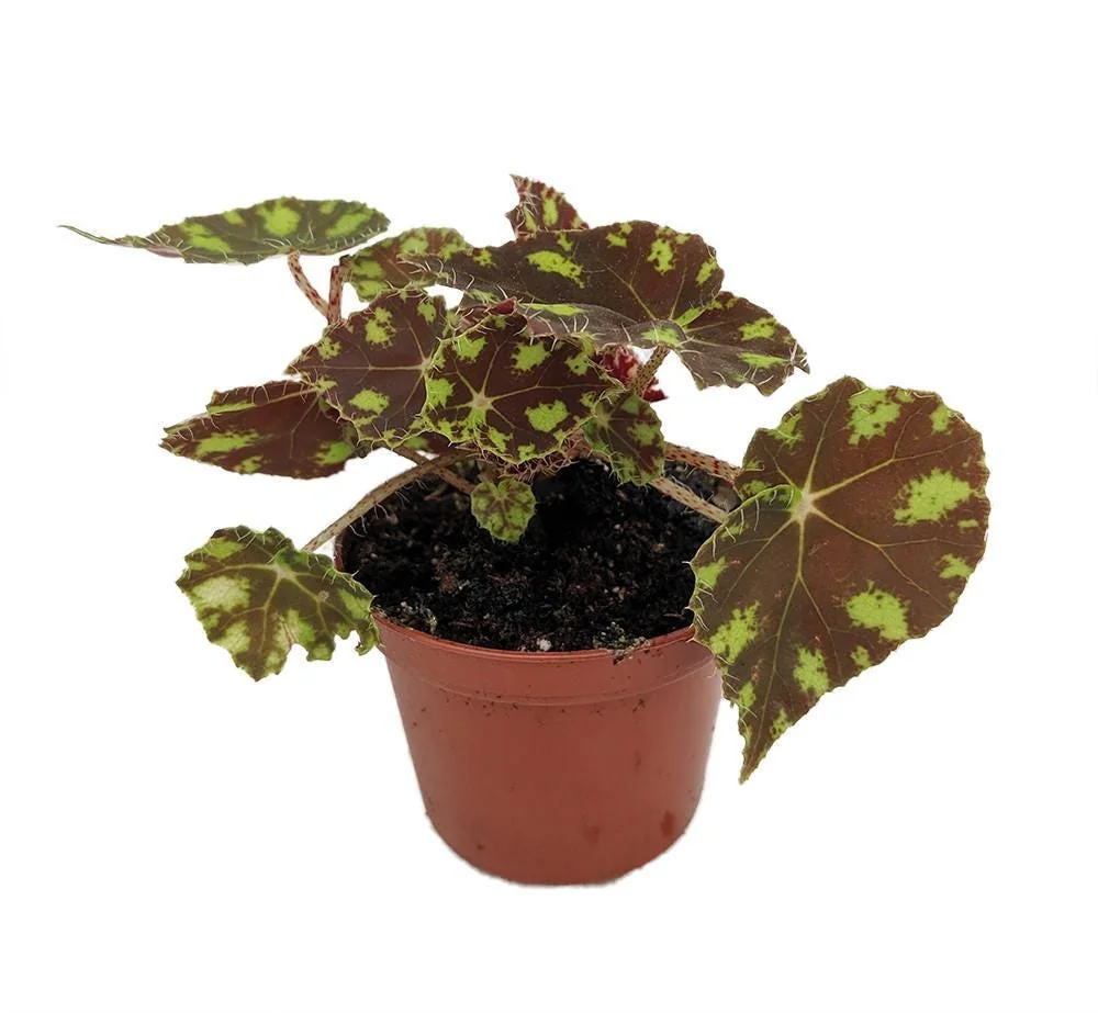 Begonia Little Darling Live Plant – 2.5 inch Pot – Terrarium & Houseplant - Image 2