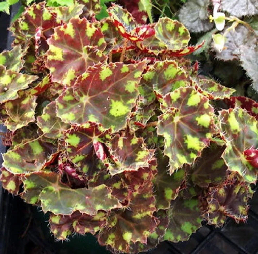 Begonia Little Darling Live Plant – 2.5 inch Pot – Terrarium & Houseplant - Image 1