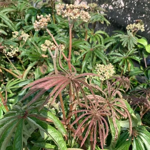 Begonia Luxurians Live Plant – 1-2 ft Tall – 6-inch Pot – Indoor/Outdoor - Image 2