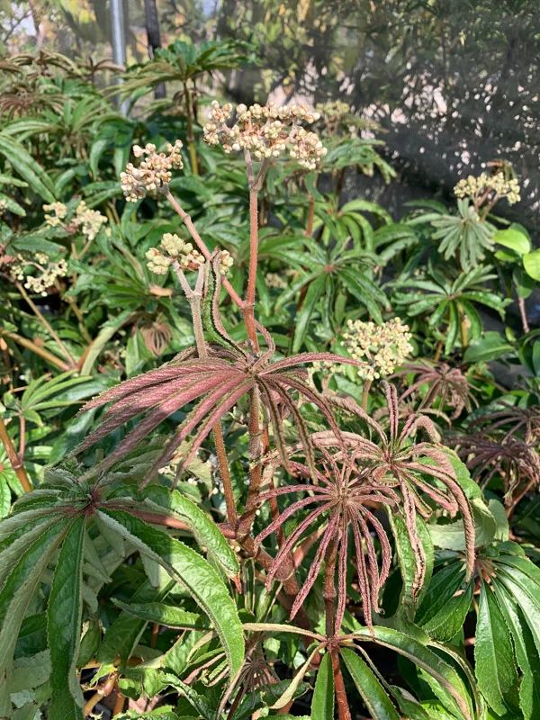 Begonia Luxurians Live Plant – 1-2 ft Tall – 6-inch Pot – Indoor/Outdoor - Image 2