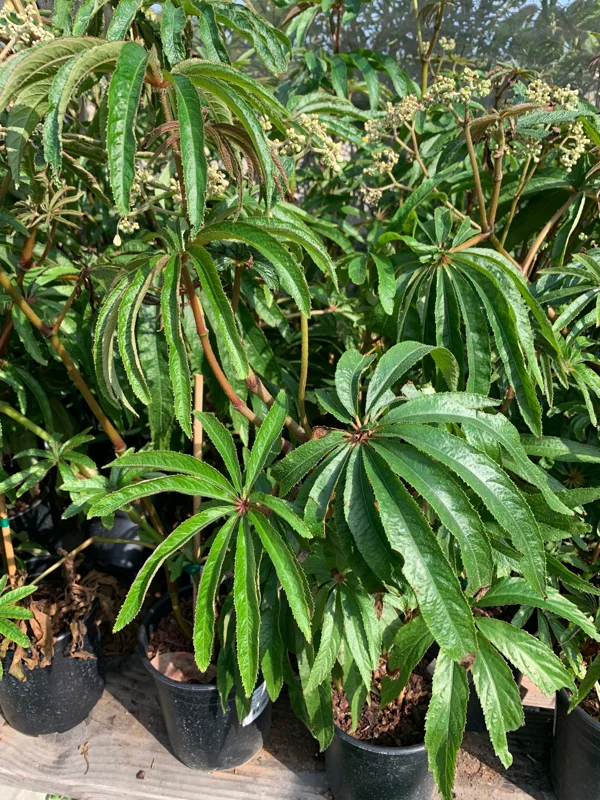 Begonia Luxurians Live Plant – 1-2 ft Tall – 6-inch Pot – Indoor/Outdoor - Image 1
