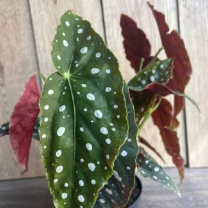 Begonia Maculata Live Plant – Polka Dot Begonia – 6 Inch Pot – Indoor Houseplant - Image 5