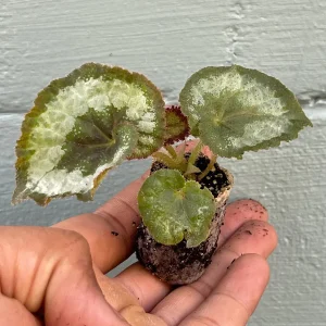 Begonia Rex Escargot Live Plant – Spiral Leaf Houseplant – 2-4 Inch Tall - Image 2