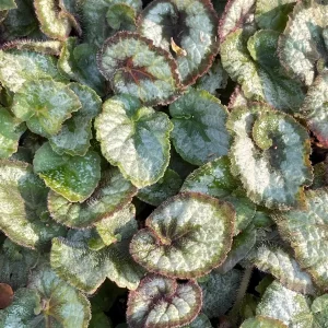 Begonia Rex Escargot Live Plant – Spiral Leaf Houseplant – 2-4 Inch Tall - Image 5