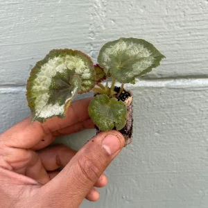 Begonia Rex Escargot Live Plant – Spiral Leaf Houseplant – 2-4 Inch Tall - Image 6
