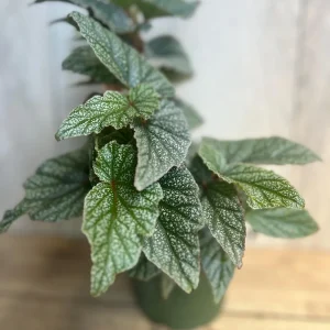 Begonia Snow Capped Live Plant – Elegant Houseplant 6" Pot – Indoor/Shaded Outdoor - Image 2