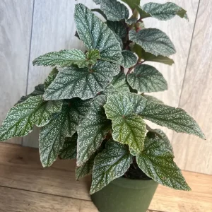 Begonia Snow Capped Live Plant – Elegant Houseplant 6