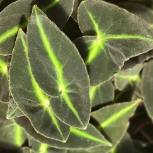 Begonia Striped Live Plant – 4 inch Pot – Unique Foliage Houseplant – Indoor - Image 1