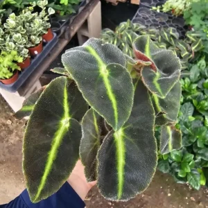 Begonia Striped Live Plant – 4 inch Pot – Unique Foliage Houseplant – Indoor - Image 4