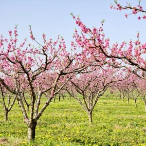 Belle of Georgia Peach Tree Bare-Root - Freestone Fruit Tree, Zones 5-8 - Image 7