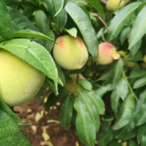 Belle of Georgia Peach Tree Live Plant – Bareroot 2-3 ft Tall – Outdoor Fruit Tree - Image 2