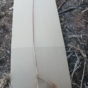 Belle of Georgia Peach Tree Live Plant – Bareroot 2-3 ft Tall – Outdoor Fruit Tree - Image 3