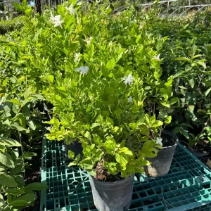 Belle of India Fragrant Jasmine Live Plant – 3 Gallon Pot – 2-3 ft Tall - Image 2