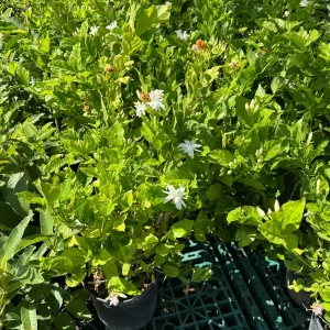 Belle of India Fragrant Jasmine Live Plant – 3 Gallon Pot – 2-3 ft Tall - Image 3