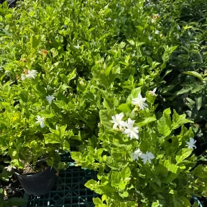 Belle of India Fragrant Jasmine Live Plant – 3 Gallon Pot – 2-3 ft Tall - Image 4