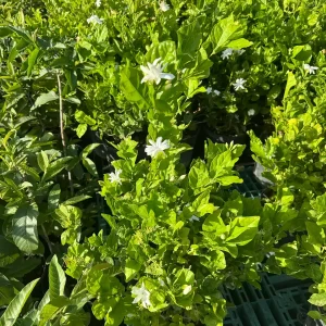 Belle of India Fragrant Jasmine Live Plant – 3 Gallon Pot – 2-3 ft Tall - Image 8