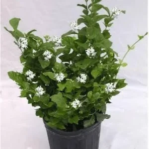 Belle of India Fragrant Jasmine Live Plant – 3 Gallon Pot – 2-3 ft Tall - Image 9